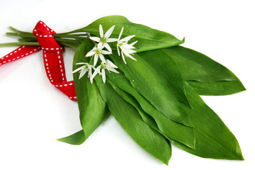 Bärlauch - Ramson (Bear garlic)