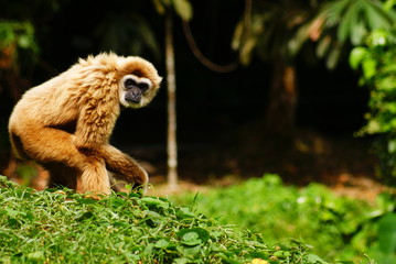 ape