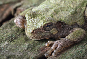 Eastern Gray Treefrog, Hyla versicolor