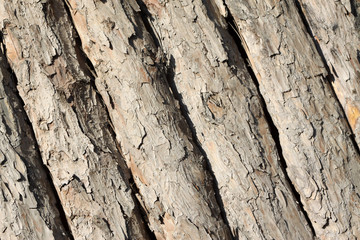 orderly rows of pine bark