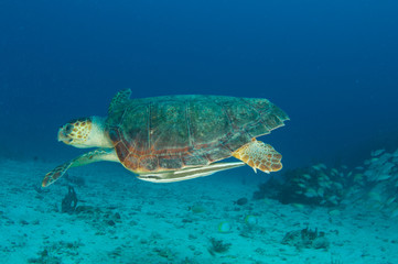 Obraz na płótnie Canvas Loggerhead Sea Turtle-Caretta caretta