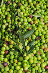 harvesting olives