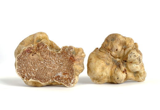 white truffle