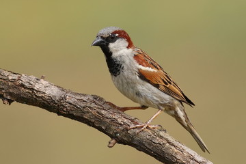 House sparrow