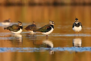 Lapwing