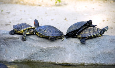 Сouples of turtles.