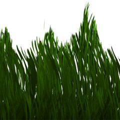 green grass