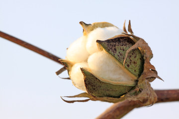 cotton in the field