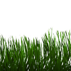 grass