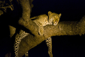 Leopard resting on a treebrench at night