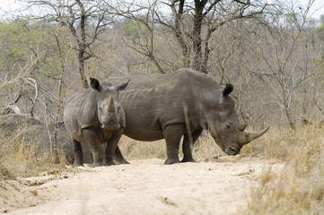 Fototapeta premium Rhino with young
