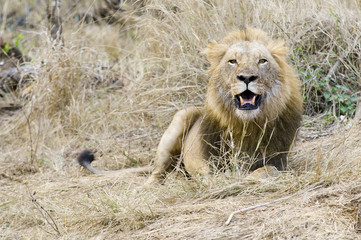 Lion in the Wild