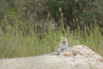 Leopard resting on a rock