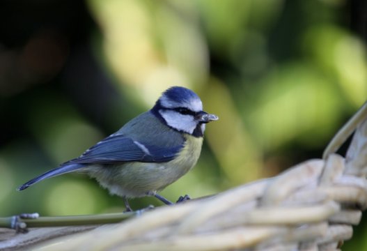 m&eacute;sange bleue