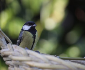 mésange charbonnière