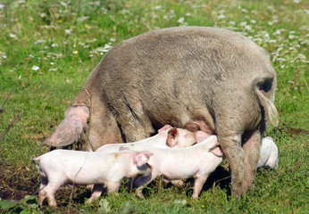 Pig feed young pigs