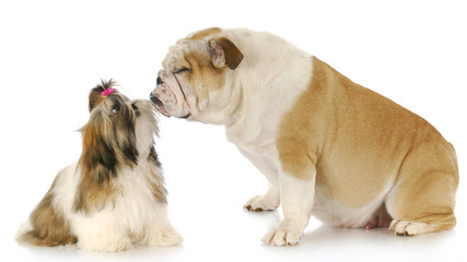 puppy love