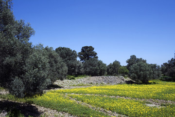 Fototapeta na wymiar Olives anf yellow flowers in ancient site of Gortyna