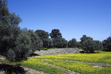 Olives anf yellow flowers in ancient site of Gortyna