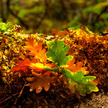 Autumn colors