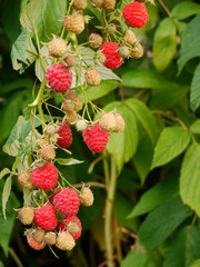 Himbeere, Rubus idaeus. Herbsthimbeere &bdquo;Autumn Bliss&ldquo;.