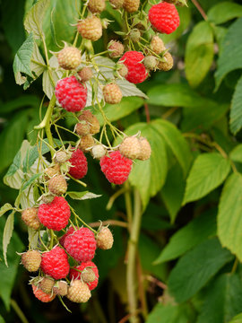 Himbeere, Rubus idaeus. Herbsthimbeere &bdquo;Autumn Bliss&ldquo;.