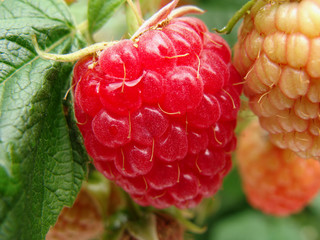 Himbeere, Rubus idaeus. Herbsthimbeere &bdquo;Autumn Bliss&ldquo;.