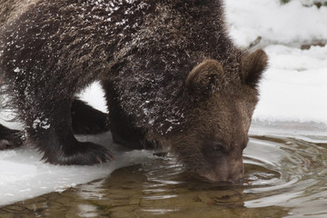 orso