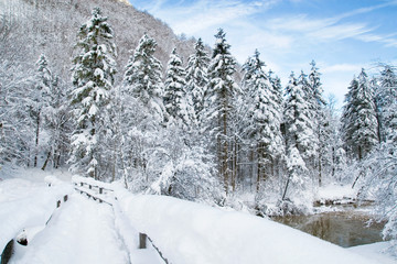 Naklejka premium Winterwald