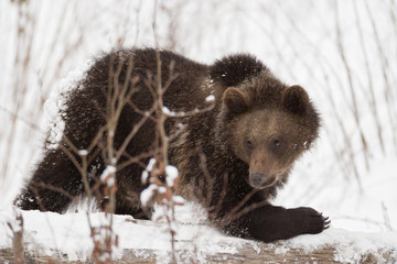 orso