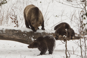 orso con cuccioli
