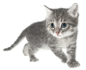 British kitten