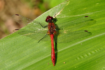 dragonfly