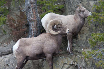Bighorn Sheeps