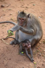 Monkeys family