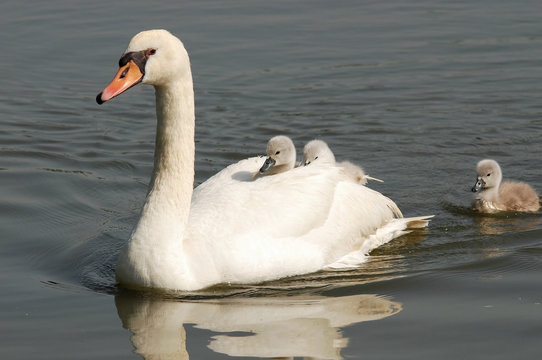 swan carries chicks piggyback