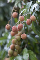 litchis