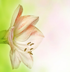 amaryllis lilia on bokeh background