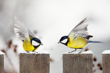 two Great Tits quarreling on a garden fence