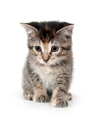 Cute tabby kitten
