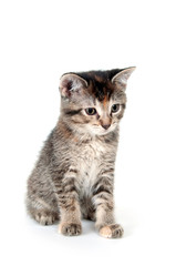Cute tabby kitten