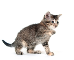 Cute tabby kitten