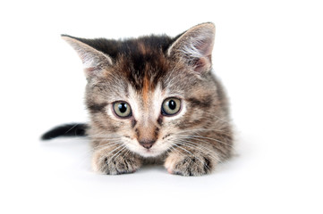 Cute tabby kitten