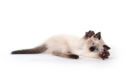Fototapeta na wymiar Cute kitten on white background