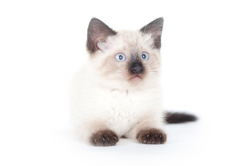 Cute kitten on white background