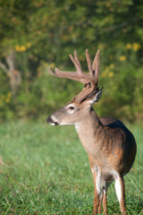 white-tailed deer buck with velvet antlers