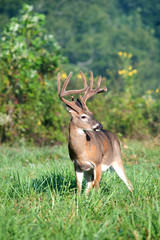 white-tailed deer buck with velvet antlers