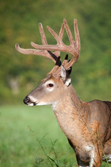 white-tailed deer buck with velvet antlers