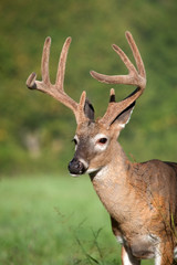 Naklejka na ściany i meble white-tailed deer buck with velvet antlers