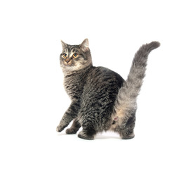 Obraz premium Cute tabby cat